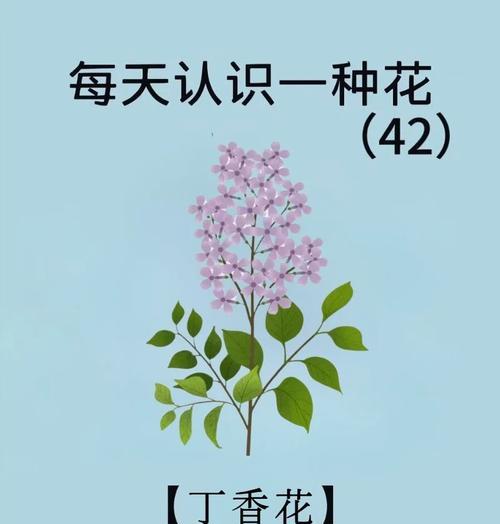 紫丁香的花语有哪些？它传递了怎样的情感？