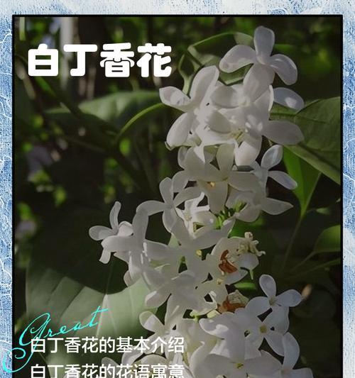 紫丁香的花语有哪些？它传递了怎样的情感？