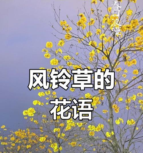 风铃草的花语含义是什么？它代表了哪些象征意义？