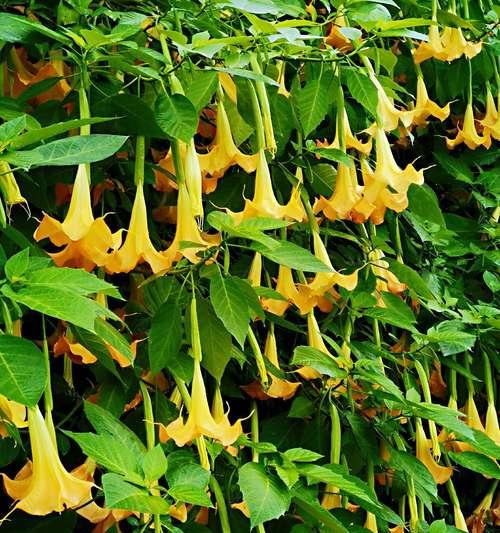 曼陀罗花有何含义？曼陀罗花的象征意义是什么？