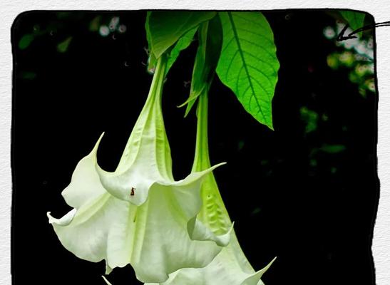 曼陀罗花有何含义？曼陀罗花的象征意义是什么？