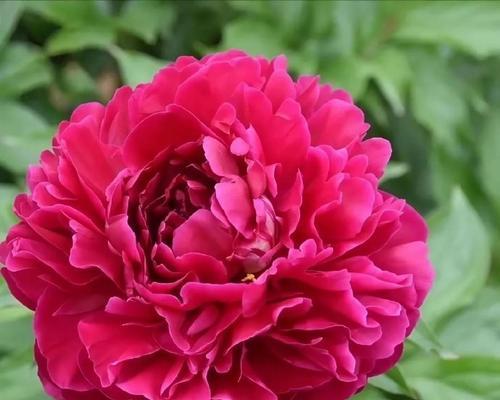 五花齐放代表什么？五种花卉同时开放的象征意义有哪些？