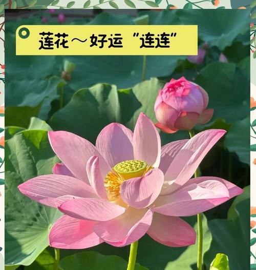 花的寓意包括哪些？如何了解不同花卉的象征意义？
