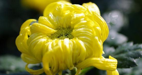 菊花的花语是什么？菊花代表了哪些寓意？
