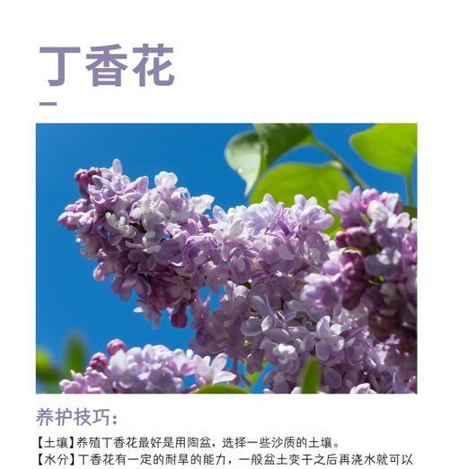 白丁香花的花语含义是什么？它象征着什么？