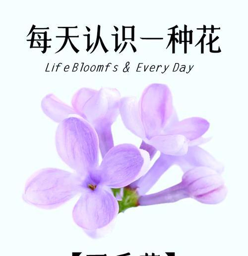 白丁香花的花语含义是什么？它象征着什么？