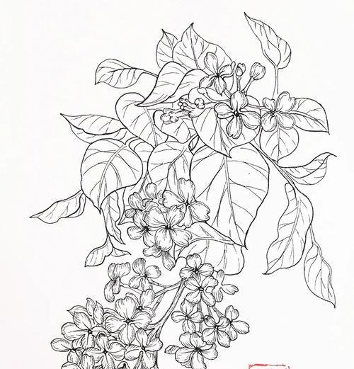 白丁香花的花语含义是什么？它象征着什么？