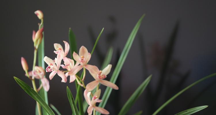 紫金灵花象征着什么？
