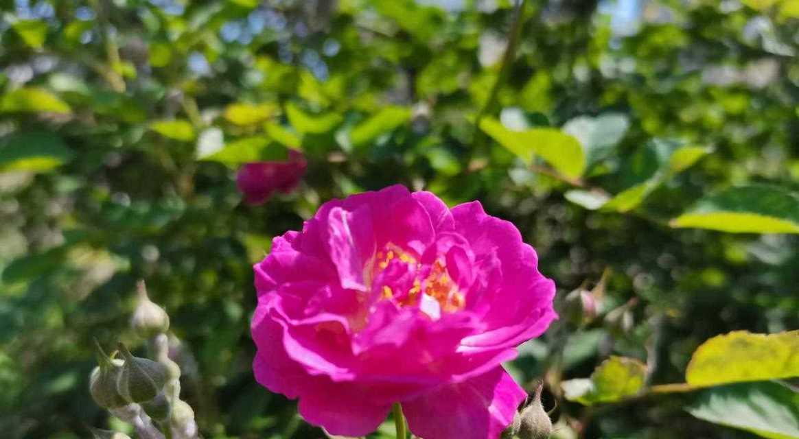 不同花朵的寓意在姐妹间有何含义？送姐妹什么花最合适？