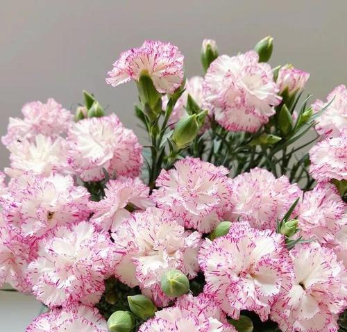 石竹兰花语象征什么？代表了哪些含义？