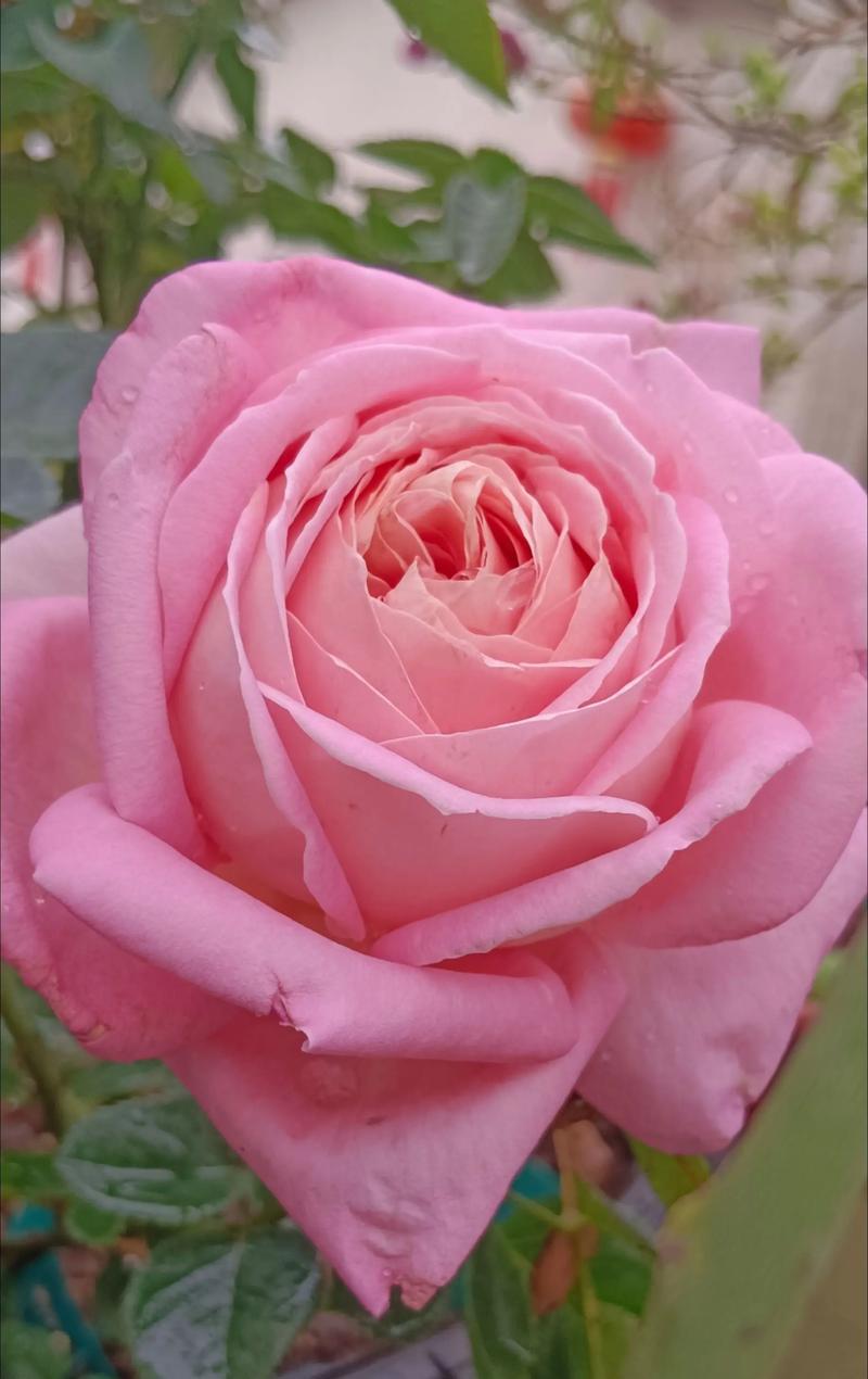 上天种的花代表什么意义？天赐之花的含义是什么？