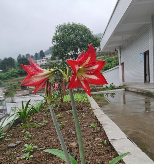 遗憾寓意的花有哪些？它们代表什么意义？