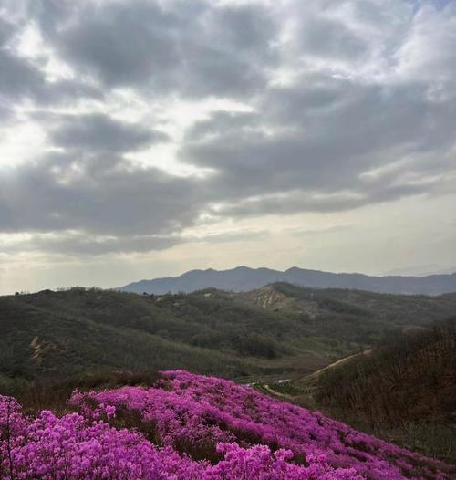 花满地与花海：它们在文化中的象征意义是什么？