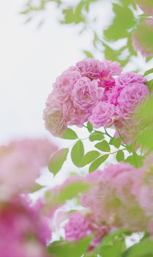 红蔷薇花语有何特殊含义？如何照料红蔷薇？