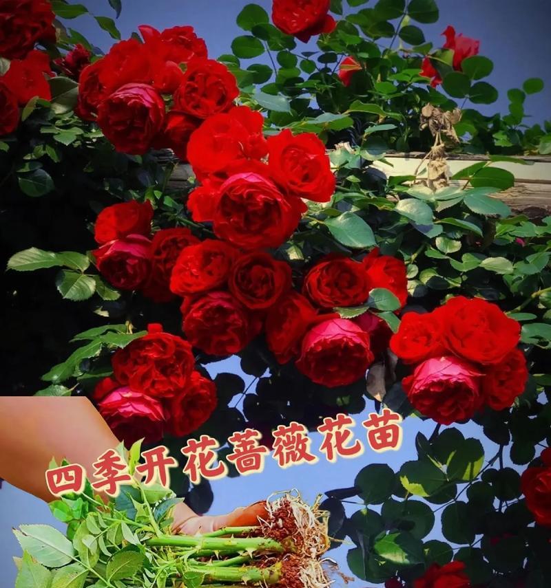 红蔷薇花语有何特殊含义？如何照料红蔷薇？