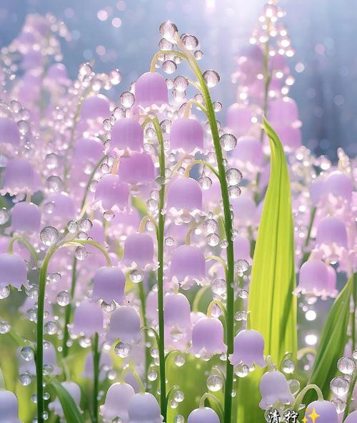 两枝花象征着什么？