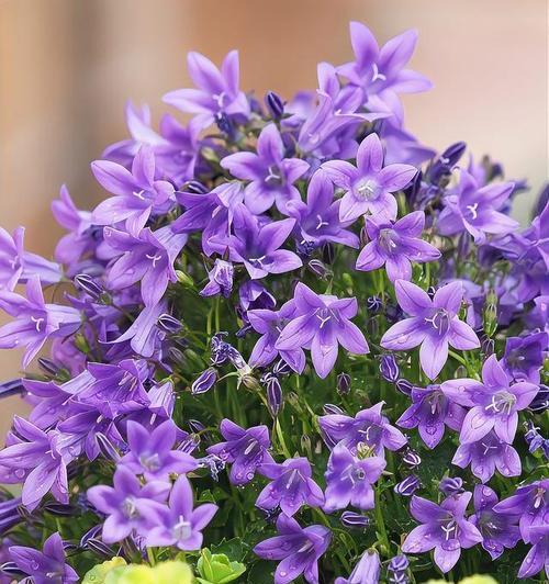 真相象征的花有哪些？它们的寓意是什么？