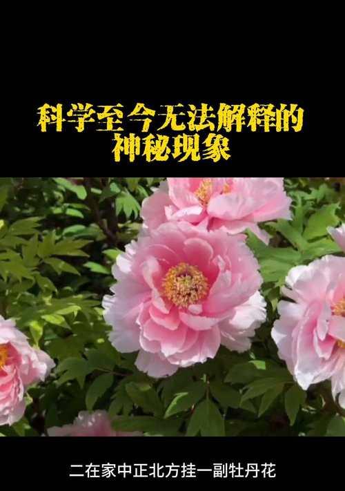 真相象征的花有哪些？它们的寓意是什么？