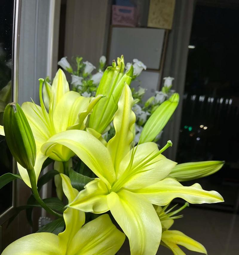 真相象征的花有哪些？它们的寓意是什么？