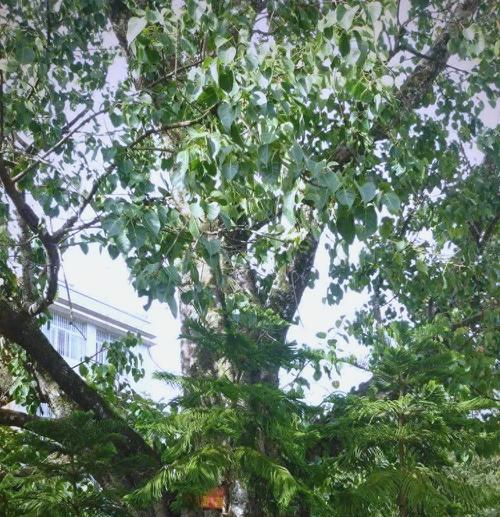 六花的含义是什么？六瓣花在花卉语言中象征着什么？