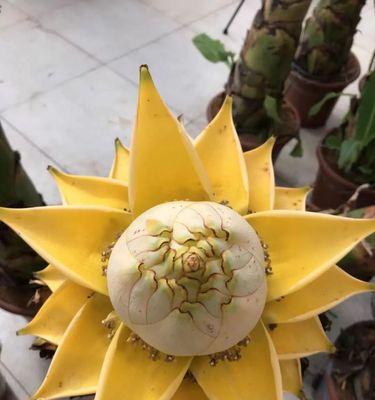 六花的含义是什么？六瓣花在花卉语言中象征着什么？