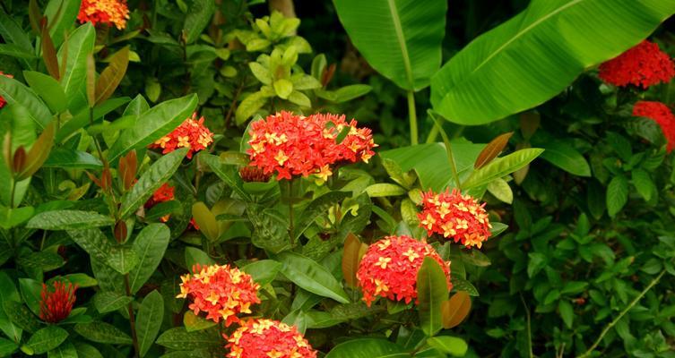 六花的含义是什么？六瓣花在花卉语言中象征着什么？