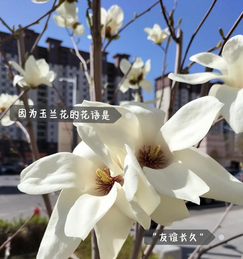 哪种花的花语意味着重逢？重逢的花语是什么？
