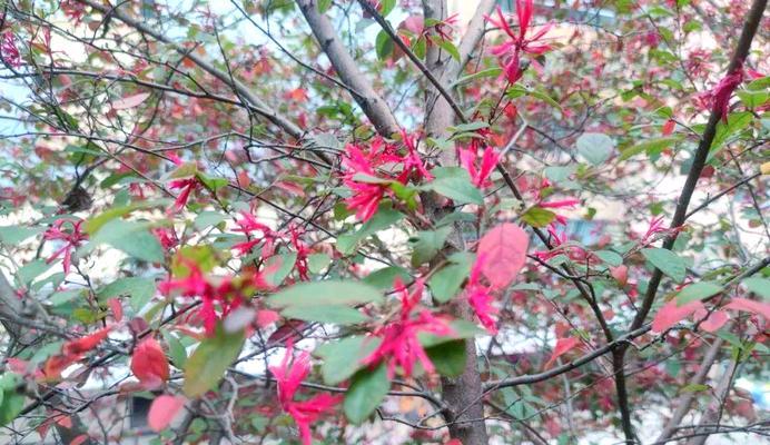 红花继木的花语含义是什么？它象征着什么？