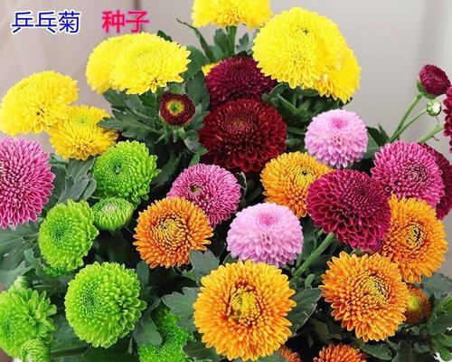 乒乓菊的花语含义是什么？它在花语中代表什么？