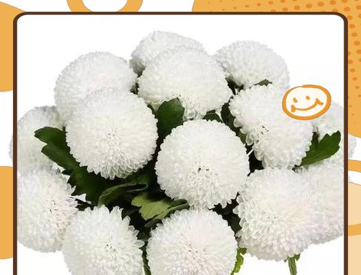 乒乓菊的花语含义是什么？它在花语中代表什么？