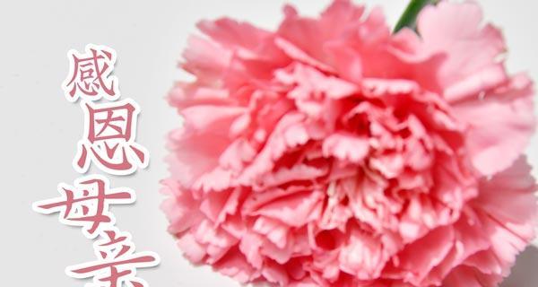 母亲节送什么花寓意好？花语有哪些？