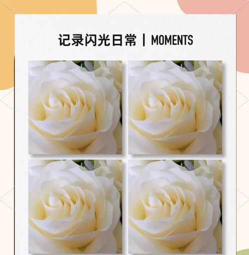 白玫瑰的花语有哪些含义？