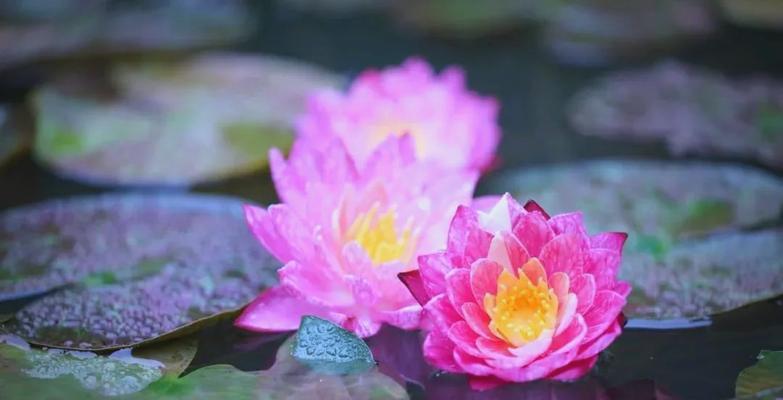 佛教圣花的含义是什么？佛教中圣花象征着什么？
