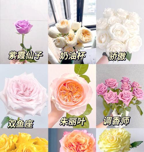 玫瑰花的花语有哪些？颜色与花语的联系是什么？