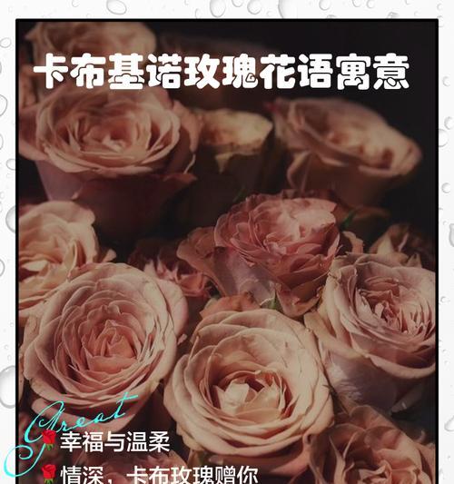 玫瑰花的花语有哪些？颜色与花语的联系是什么？