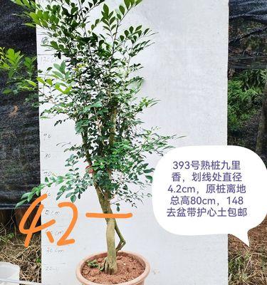 风景树花寓意有哪些？如何选择合适的花束？