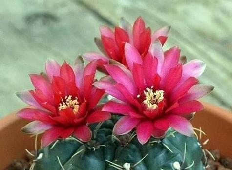 仙人掌开花的花语是什么？它有何特别含义？
