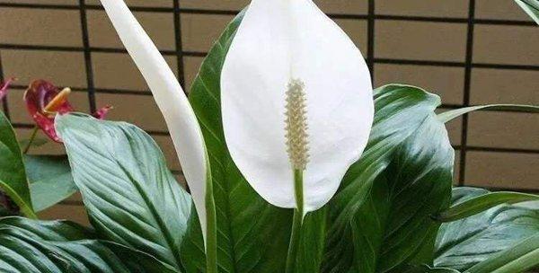 飞鹤花语的寓意和象征是什么？