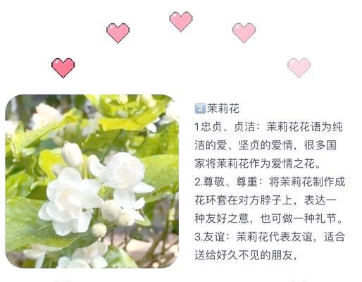 花的寓意和象征花语是什么？如何解读其象征意义？