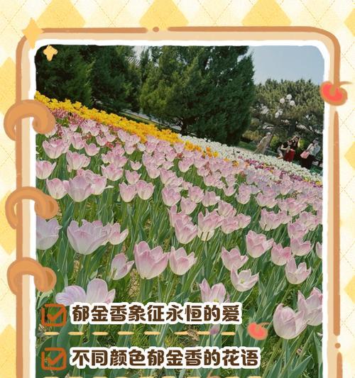 花的寓意和象征花语是什么？如何解读其象征意义？