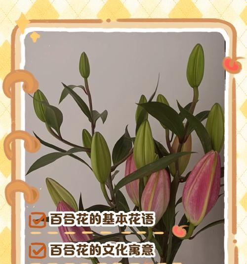 花的寓意和象征花语是什么？如何解读其象征意义？