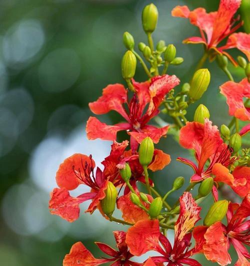 象征的春天的花有哪些？这些花的象征意义是什么？