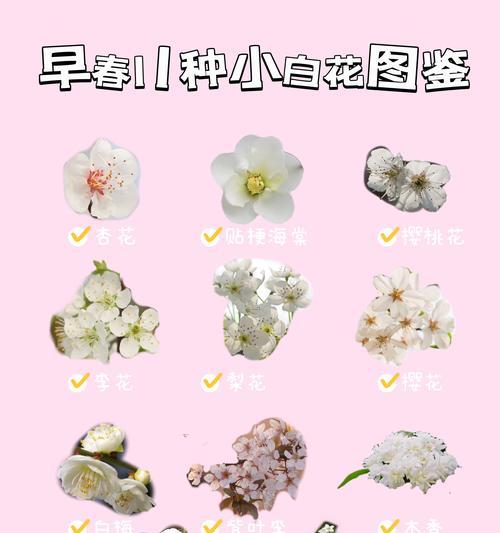 象征的春天的花有哪些？这些花的象征意义是什么？