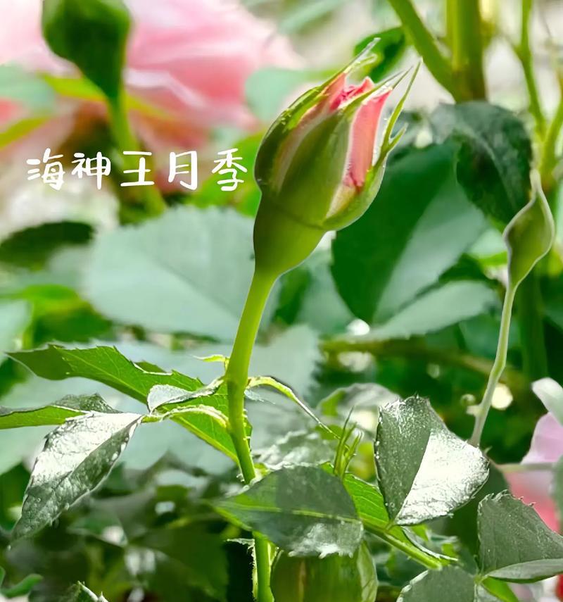 月神的花朵象征是什么？