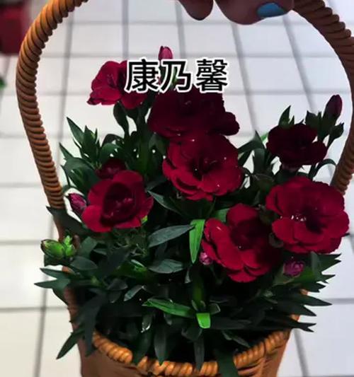 母亲节送什么花寓意好？推荐理由是什么？