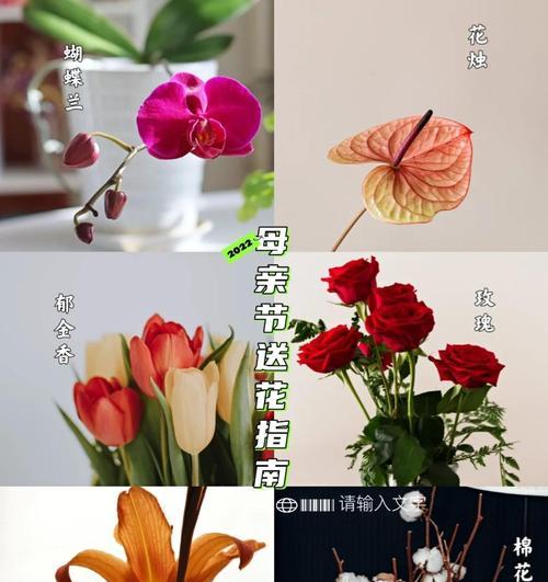 母亲节送什么花寓意好？推荐理由是什么？