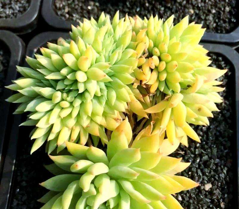 多肉植物的寓意花语是什么？