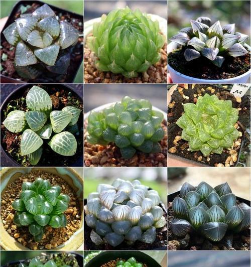多肉植物的寓意花语是什么？