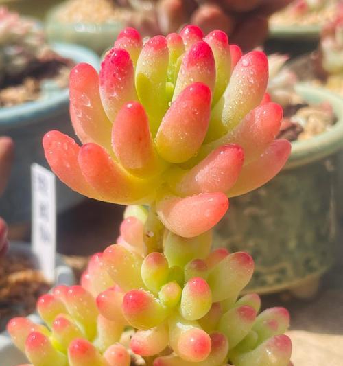 多肉植物的寓意花语是什么？