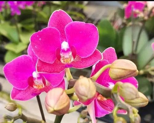 蝶舞花的象征意义是什么？